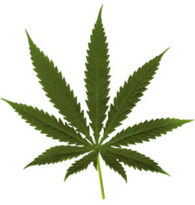 Blog_Marijuana_Leaf